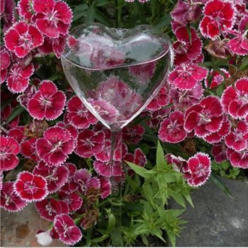 Self-Watering Plant Glass Bulbs (2Pcs) - Image 10