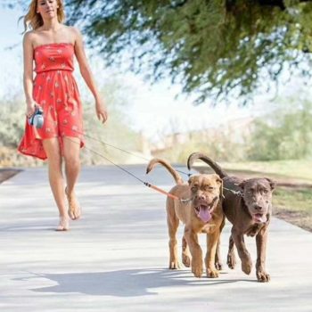 Double Pet Retractable Leash