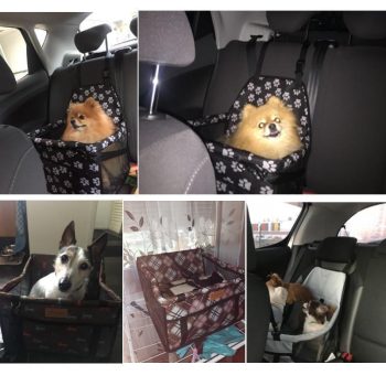 Dog Car Carrier - Image 2