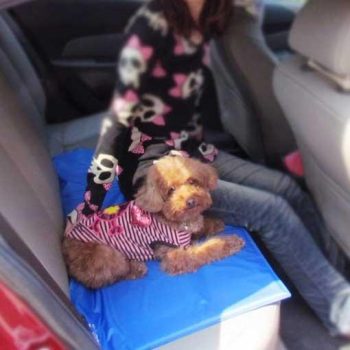 Pet Cooling Mat - Image 6